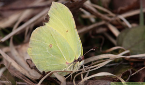 Citronfjäril, Gonepteryx rhamni